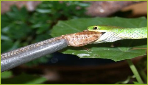 What Do Rough Green Snakes Eat?